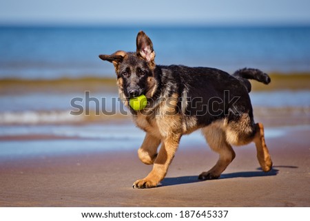 german shepherd puppy at the sea