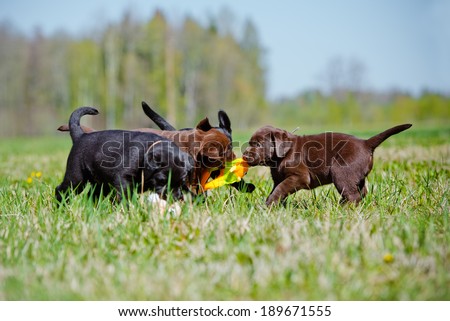 adorable labrador retriever puppies