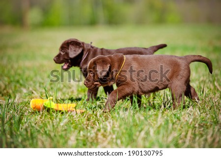 labrador retriever puppies