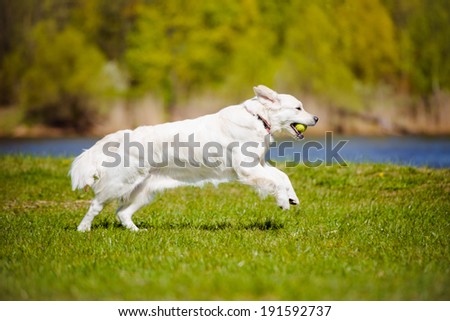 golden retriever dog running outdoors