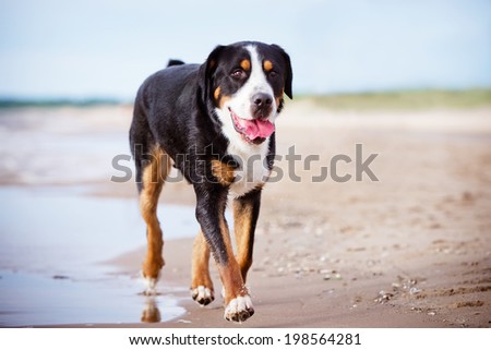 great swiss mountain dog on the beach