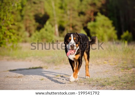 great swiss mountain dog