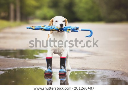 dog holding an umbrella