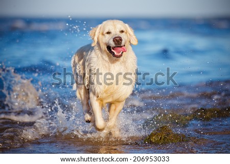 happy golden retriever dog running in water