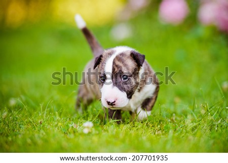 adorable english bull terrier puppy outside