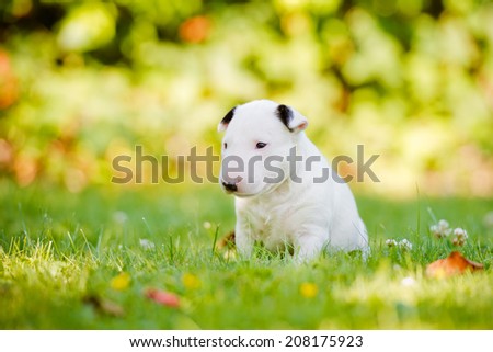 white english bull terrier puppy outdoors in summer