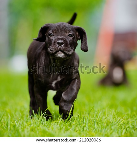 happy black cane corso puppy