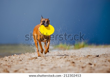 malinois dog running with frisbee
