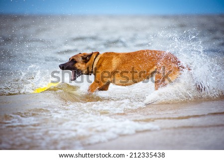 malinois dog catching a toy in the water