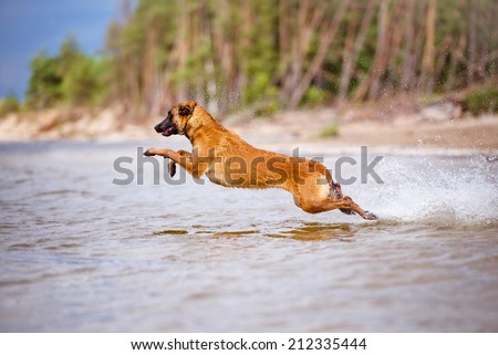 malinois dog jumps into water