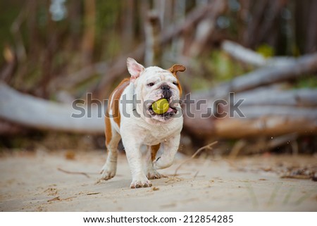 happy english bulldog with a tennis ball