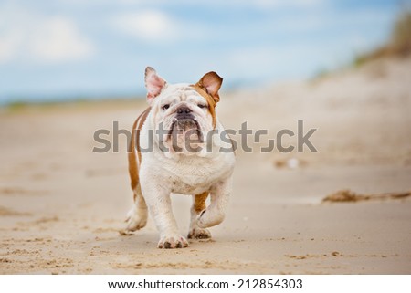 happy english bulldog on the beach
