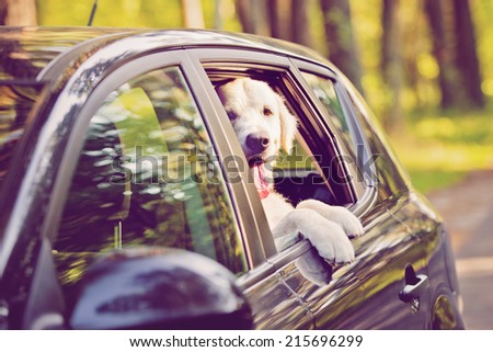 golden retriever dog in a car window