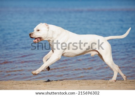 dogo argentino dog runs on the beach