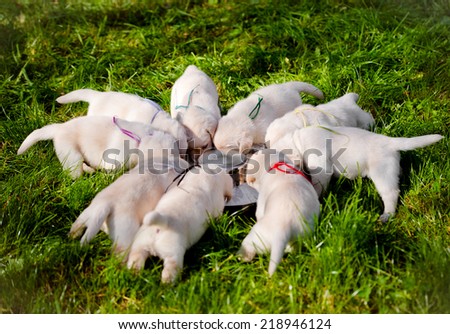 puppies eating from one bowl