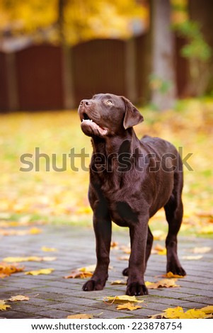 chocolate labrador retriever dog in autumn