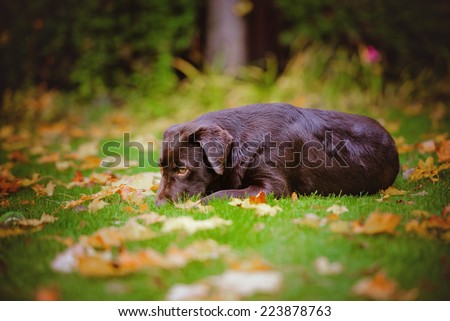 young labrador retriever dog lying down outdoors