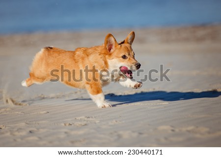 welsh corgi pembroke running on the beach