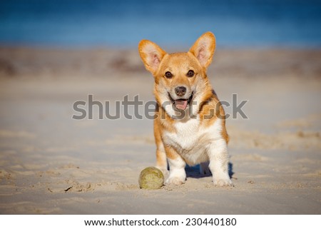 welsh corgi pembroke puppy portrait