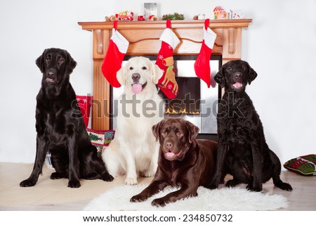 group of dogs by a fireplace decorated for Christmas