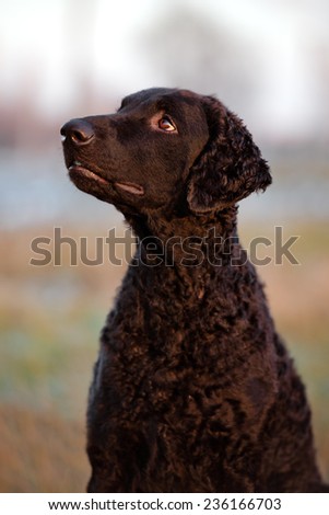 black curly coated retriever dog outdoors