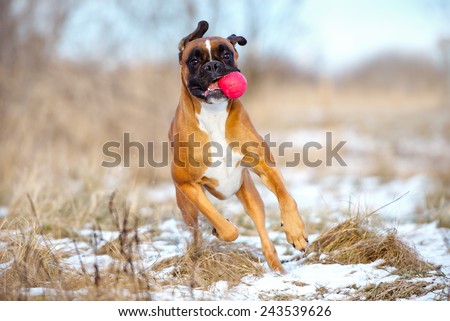 funny boxer dog with a ball