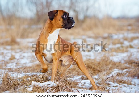 red boxer dog standing outdoors
