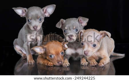 four small puppies on black