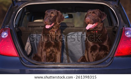 two dogs sitting in a car truck