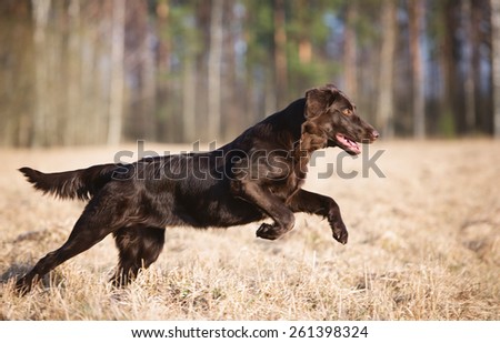 chocolate flat coated retriever dog running outdoors