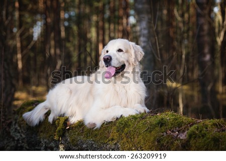 golden retriever dog lying down in the forest