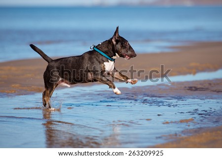 english bull terrier dog running outdoors