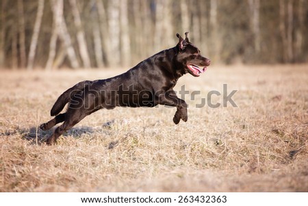chocolate labrador retriever dog jumping outdoors