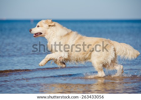 happy golden retriever dog running into water