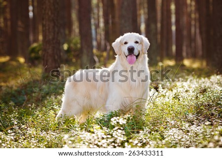 golden retriever dog standing in the forest