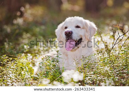 golden retriever dog lying down in the grass