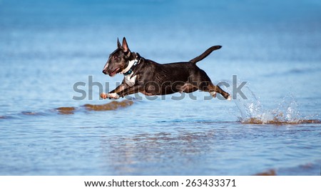 active english bull terrier dog jumps above water