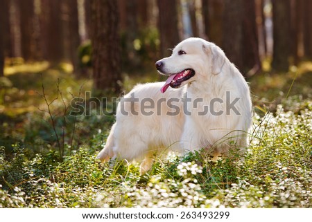 Golden retriever dog standing in the forest