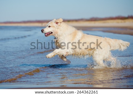 golden retriever dog running into water