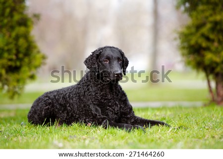 black curly coated retriever dog lying down on the grass