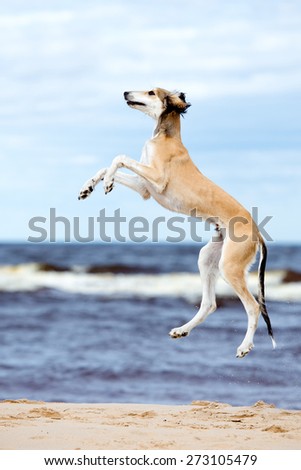saluki puppy jumping up on a beach