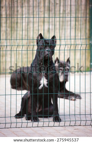 black cane corso dog behind a fence