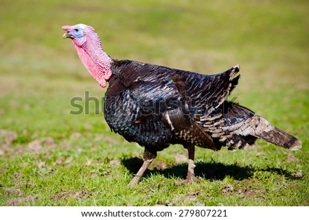 turkey bird walking outdoors
