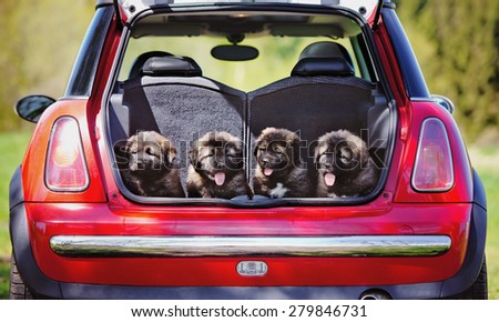 four adorable puppies in a car trunk