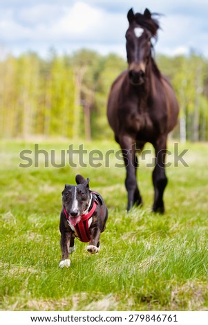 dog running in front of a horse