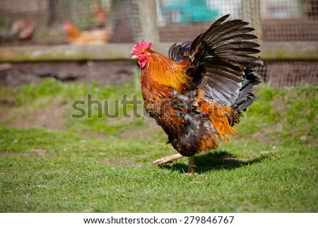 rooster flapping his wings
