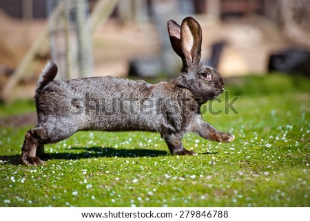 black rabbit running outdoors