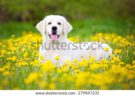 beautiful golden retriever dog lying dow outdoors