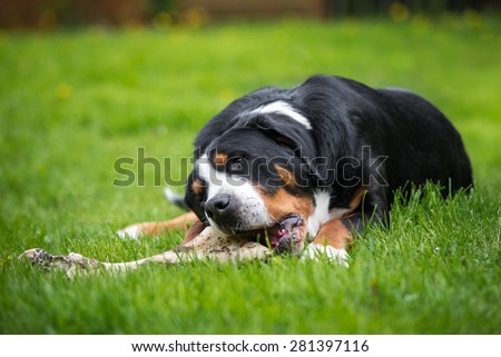 greater swiss mountain dog eating a bone