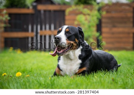 greater swiss mountain dog